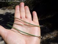 ponderosa pine (<em>Pinus ponderosa var. ponderosa</em>)
