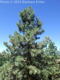 ponderosa pine (<em>Pinus ponderosa var. ponderosa</em>)