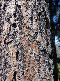 ponderosa pine (<em>Pinus ponderosa var. ponderosa</em>)