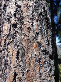 ponderosa pine (<em>Pinus ponderosa var. ponderosa</em>)