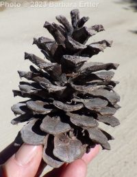 ponderosa pine (<em>Pinus ponderosa var. ponderosa</em>)