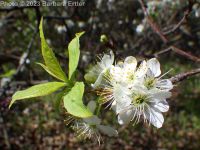 wild or American plum (<em>Prunus americana</em>)