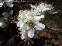 wild or American plum (<em>Prunus americana</em>)