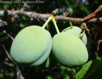 wild or American plum (<em>Prunus americana</em>)
