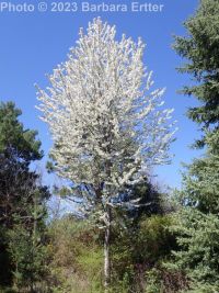 sweet cherry (<em>Prunus avium</em>)