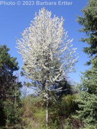 sweet cherry (<em>Prunus avium</em>)