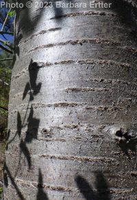 sweet cherry (<em>Prunus avium</em>)