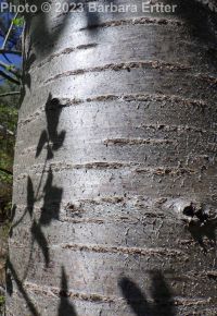 sweet cherry (<em>Prunus avium</em>)