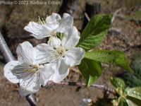 sweet cherry (<em>Prunus avium</em>)