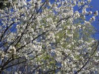 sweet cherry (<em>Prunus avium</em>)