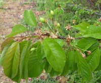 sweet cherry (<em>Prunus avium</em>)