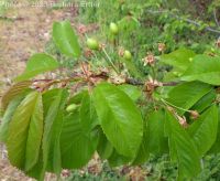 sweet cherry (<em>Prunus avium</em>)