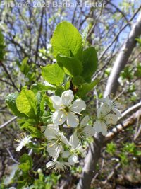 prune or European plum (<em>Prunus domestica</em>)
