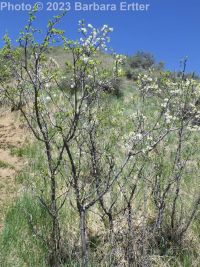 prune or European plum (<em>Prunus domestica</em>)