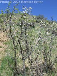 prune or European plum (<em>Prunus domestica</em>)