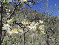 prune or European plum (<em>Prunus domestica</em>)