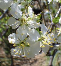 prune or European plum (<em>Prunus domestica</em>)