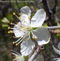 prune or European plum (<em>Prunus domestica</em>)
