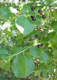 Mahaleb or perfumed cherry (<em>Prunus mahaleb</em>)