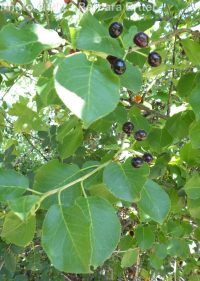 Mahaleb or perfumed cherry (<em>Prunus mahaleb</em>)