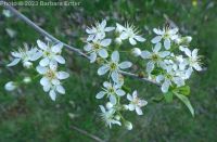 Mahaleb or perfumed cherry (<em>Prunus mahaleb</em>)