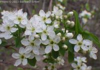 Mahaleb or perfumed cherry (<em>Prunus mahaleb</em>)