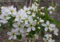 Mahaleb or perfumed cherry (<em>Prunus mahaleb</em>)