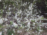 Mahaleb or perfumed cherry (<em>Prunus mahaleb</em>)