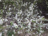 Mahaleb or perfumed cherry (<em>Prunus mahaleb</em>)