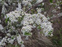 Mahaleb or perfumed cherry (<em>Prunus mahaleb</em>)