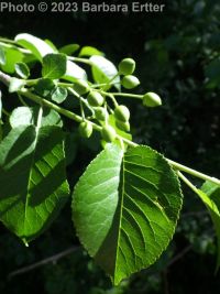 Mahaleb or perfumed cherry (<em>Prunus mahaleb</em>)