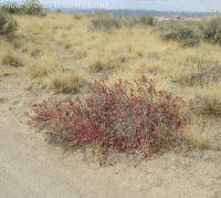 western or Bessey's sand cherry (<em>Prunus pumila var. besseyi</em>)