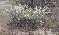 western or Bessey's sand cherry (<em>Prunus pumila var. besseyi</em>)