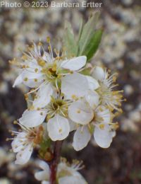 western or Bessey's sand cherry (<em>Prunus pumila var. besseyi</em>)