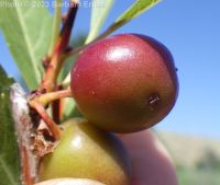 western or Bessey's sand cherry (<em>Prunus pumila var. besseyi</em>)