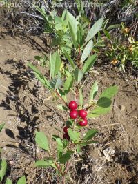 western or Bessey's sand cherry (<em>Prunus pumila var. besseyi</em>)