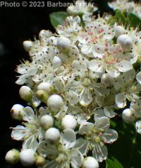 pyracantha, scarlet firethorn (<em>Pyracantha coccinea</em>)