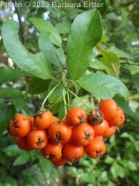 pyracantha, scarlet firethorn (<em>Pyracantha coccinea</em>)