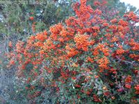 pyracantha, scarlet firethorn (<em>Pyracantha coccinea</em>)