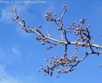 Callery or Bradford pear (<em>Pyrus calleryana</em>)
