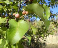 Callery or Bradford pear (<em>Pyrus calleryana</em>)