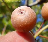 Callery or Bradford pear (<em>Pyrus calleryana</em>)