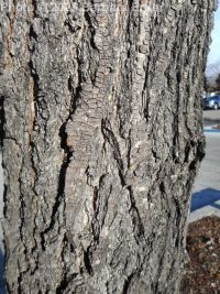 Callery or Bradford pear (<em>Pyrus calleryana</em>)
