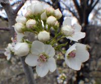Callery or Bradford pear (<em>Pyrus calleryana</em>)