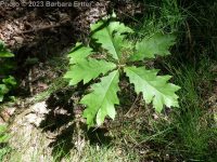red oak (<em>Quercus rubra</em>)