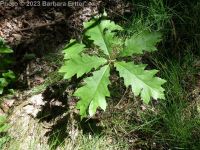 red oak (<em>Quercus rubra</em>)
