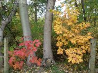 red oak (<em>Quercus rubra</em>)