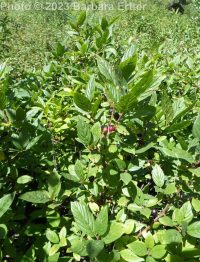 alderleaf buckthorn (<em>Rhamnus alnifolia</em>)