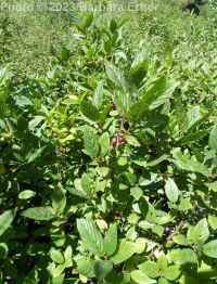 alderleaf buckthorn (<em>Rhamnus alnifolia</em>)