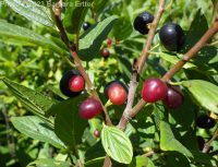 alderleaf buckthorn (<em>Rhamnus alnifolia</em>)